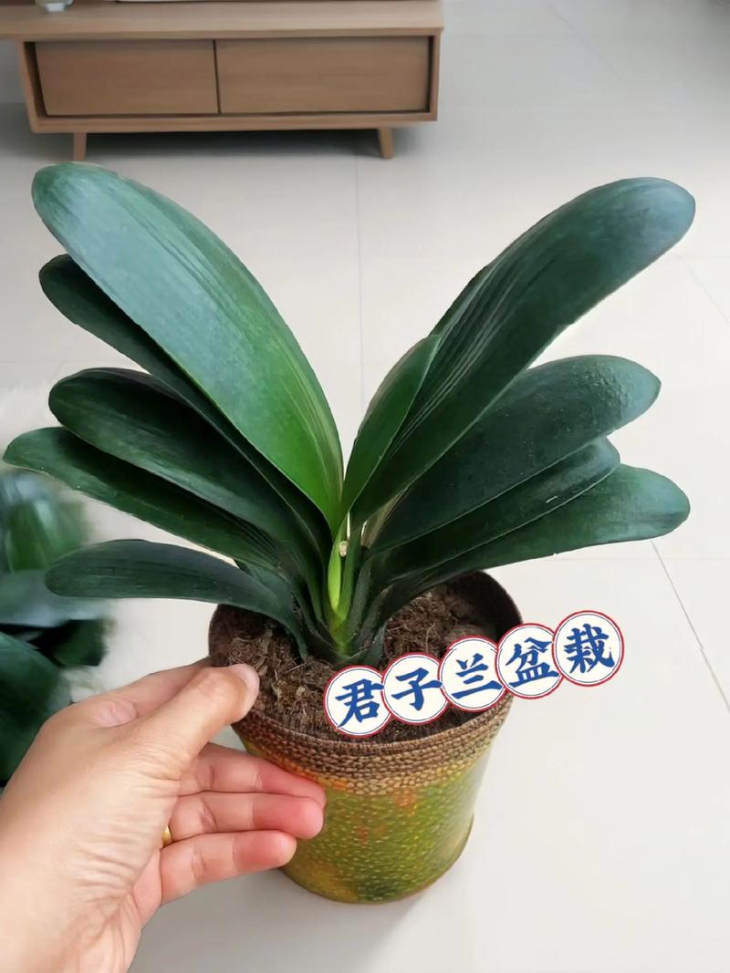 帮君子兰“开花”，如果让君子兰开花