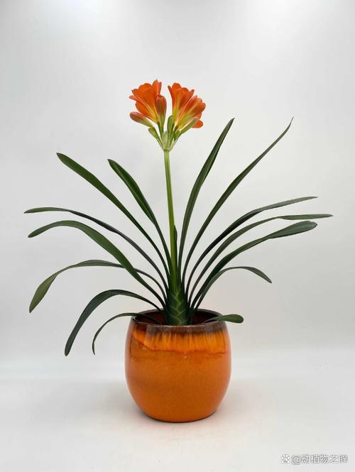 帮君子兰“开花”，如果让君子兰开花-第2张图片-优品飞百科