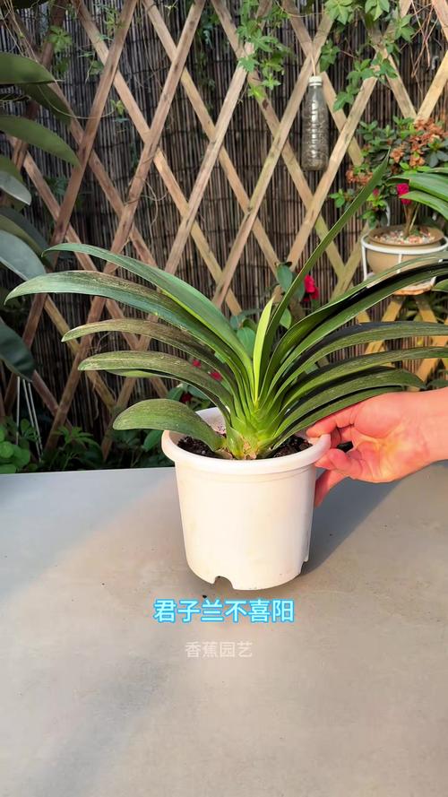 帮君子兰“开花”，如果让君子兰开花-第3张图片-优品飞百科