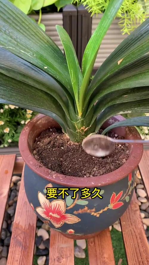 帮君子兰“开花”，如果让君子兰开花-第4张图片-优品飞百科