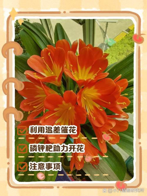 帮君子兰“开花”，如果让君子兰开花-第5张图片-优品飞百科