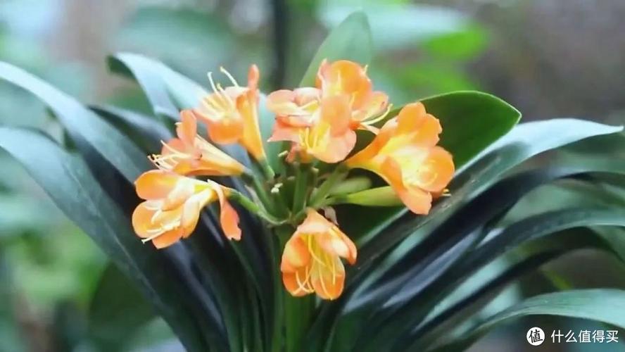 帮君子兰“开花”，如果让君子兰开花-第6张图片-优品飞百科