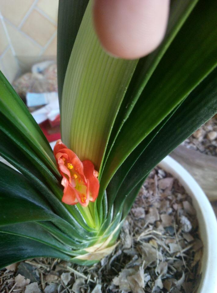 帮君子兰“开花”，如果让君子兰开花-第7张图片-优品飞百科