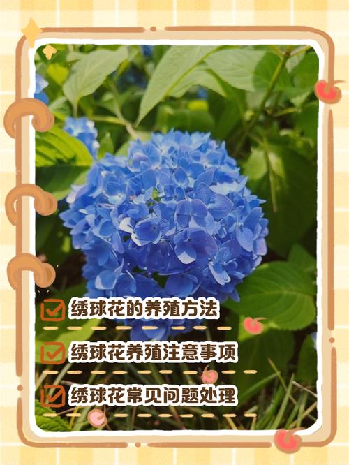绣球花的养殖方法？绣球花的养殖方法和注意事项视频？-第1张图片-优品飞百科