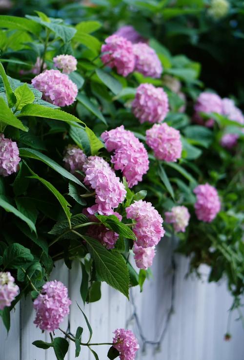 绣球花的养殖方法？绣球花的养殖方法和注意事项视频？-第3张图片-优品飞百科