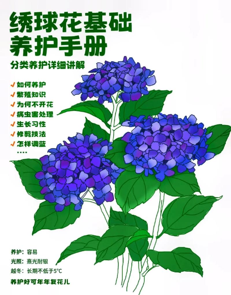 绣球花的养殖方法？绣球花的养殖方法和注意事项视频？-第4张图片-优品飞百科