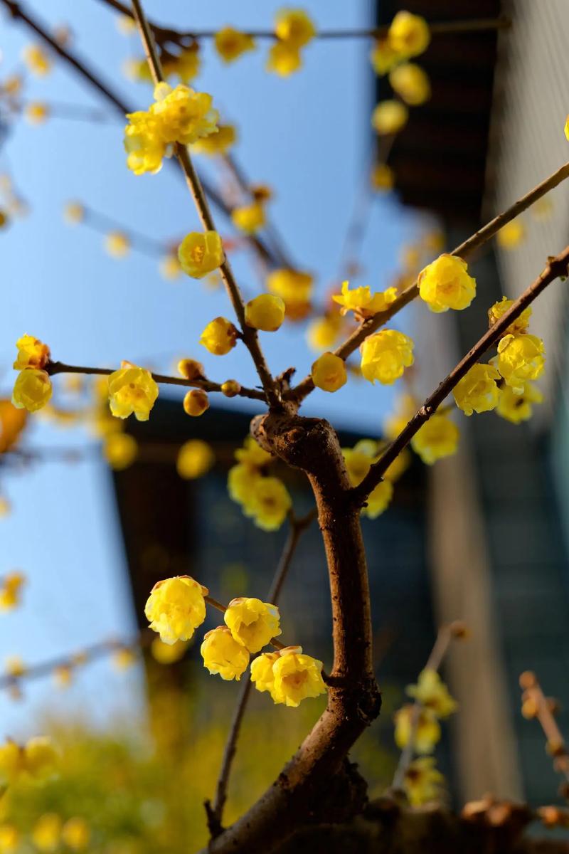 如何使瓜叶菊在圣诞开花？瓜叶菊开花后怎么修剪？