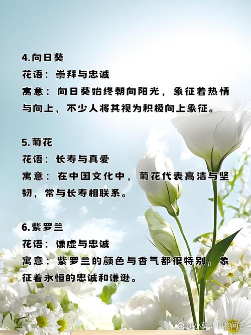 如何使瓜叶菊在圣诞开花？瓜叶菊开花后怎么修剪？-第2张图片-优品飞百科