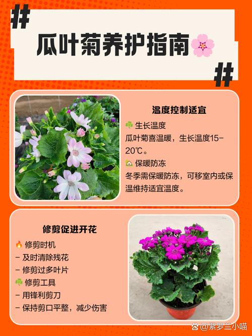 如何使瓜叶菊在圣诞开花？瓜叶菊开花后怎么修剪？-第4张图片-优品飞百科