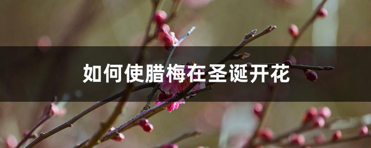 如何使瓜叶菊在圣诞开花？瓜叶菊开花后怎么修剪？-第5张图片-优品飞百科