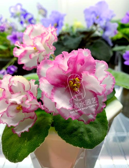 非洲堇怎么过冬,非洲堇怎么养开花多?-第2张图片-优品飞百科 非洲堇怎么过冬,非洲堇怎么养开花多?-第2张图片-优品飞百科