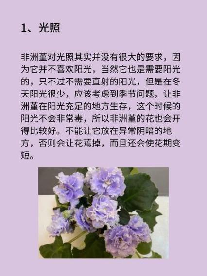 非洲堇怎么过冬，非洲堇怎么养开花多？