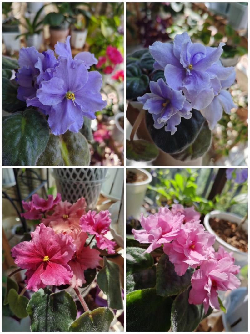 非洲堇怎么过冬,非洲堇怎么养开花多?-第3张图片-优品飞百科 非洲堇怎么过冬,非洲堇怎么养开花多?-第3张图片-优品飞百科