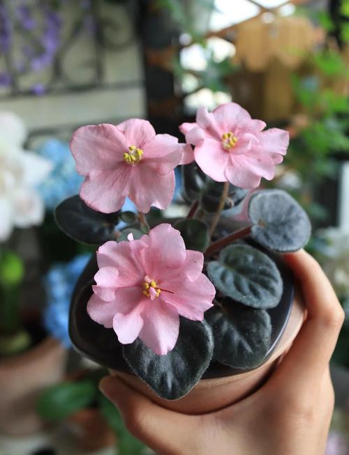 非洲堇怎么过冬,非洲堇怎么养开花多?-第4张图片-优品飞百科 非洲堇怎么过冬,非洲堇怎么养开花多?-第4张图片-优品飞百科