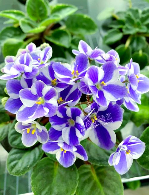 非洲堇怎么过冬,非洲堇怎么养开花多?-第5张图片-优品飞百科 非洲堇怎么过冬,非洲堇怎么养开花多?-第5张图片-优品飞百科