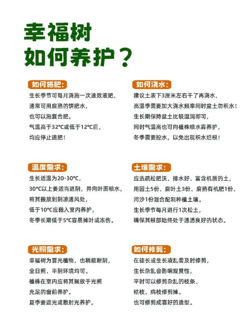 幌伞枫怎么养，幌伞枫怎么养叶子旺盛