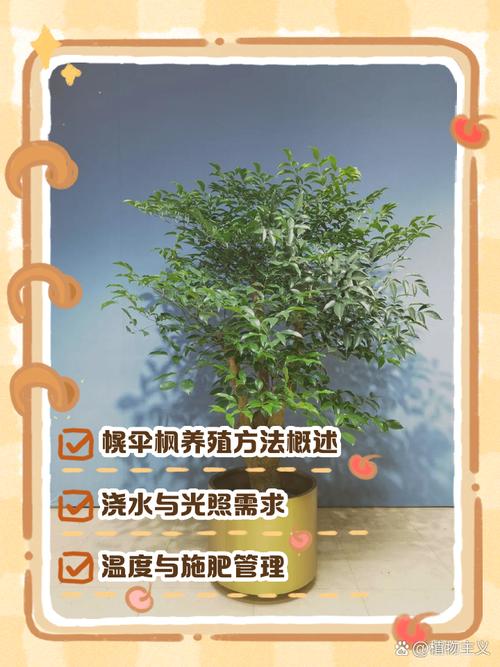 幌伞枫怎么养，幌伞枫怎么养叶子旺盛-第2张图片-优品飞百科