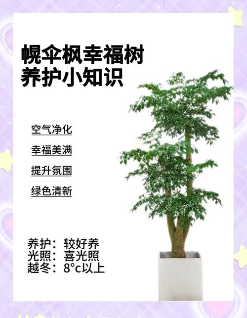 幌伞枫怎么养，幌伞枫怎么养叶子旺盛-第3张图片-优品飞百科