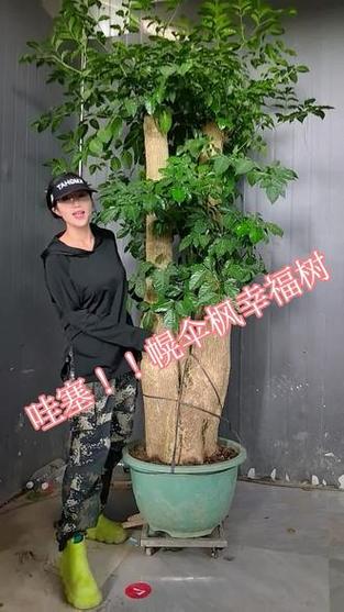 幌伞枫怎么养，幌伞枫怎么养叶子旺盛-第4张图片-优品飞百科