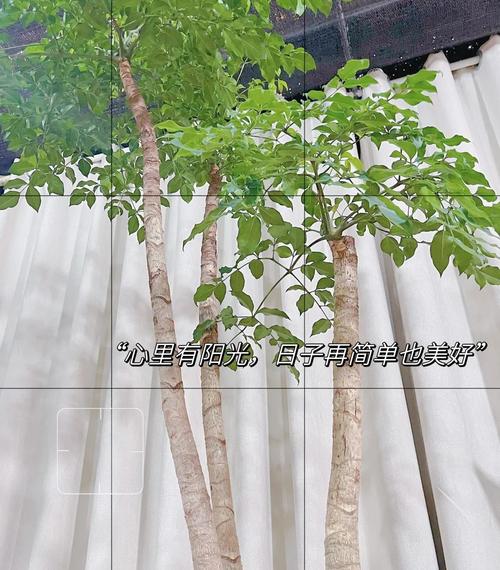 幌伞枫怎么养，幌伞枫怎么养叶子旺盛-第6张图片-优品飞百科