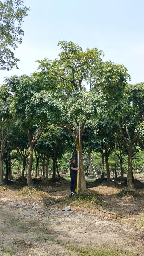 幌伞枫怎么养，幌伞枫怎么养叶子旺盛-第5张图片-优品飞百科