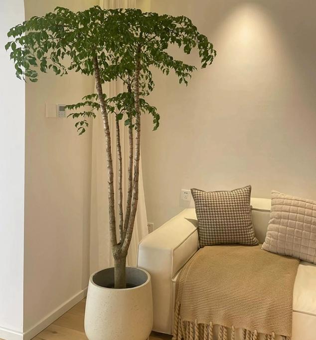 幌伞枫怎么养，幌伞枫怎么养叶子旺盛-第7张图片-优品飞百科