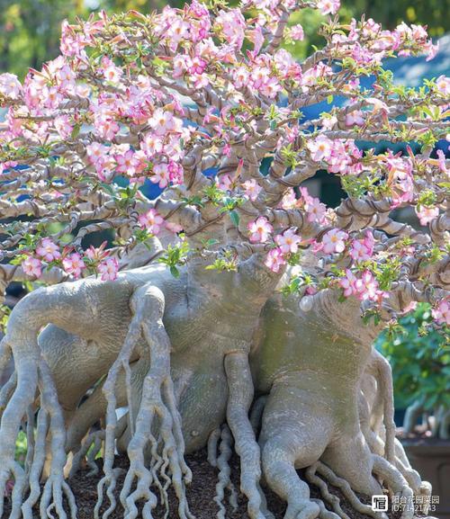 这种“贵气”植株不用买？贵气有什么用？