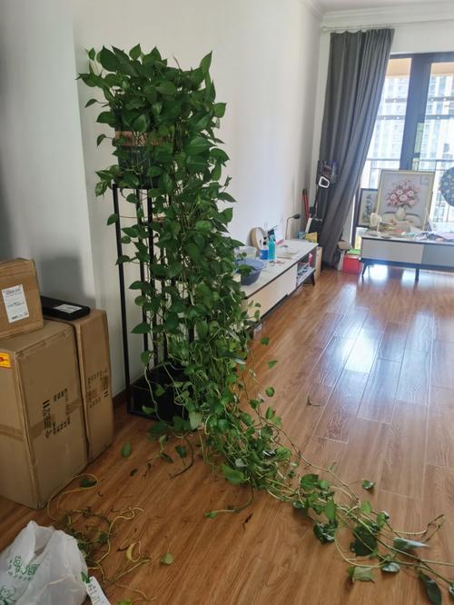 大绿萝怎么修剪，大绿箩怎么修剪-第3张图片-优品飞百科