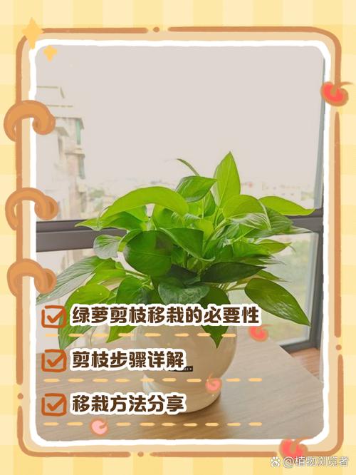 大绿萝怎么修剪，大绿箩怎么修剪-第6张图片-优品飞百科