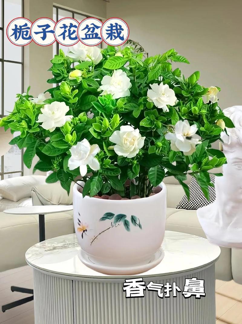 栀子花什么时候换盆，栀子花什么时候换盆怎样换盆？