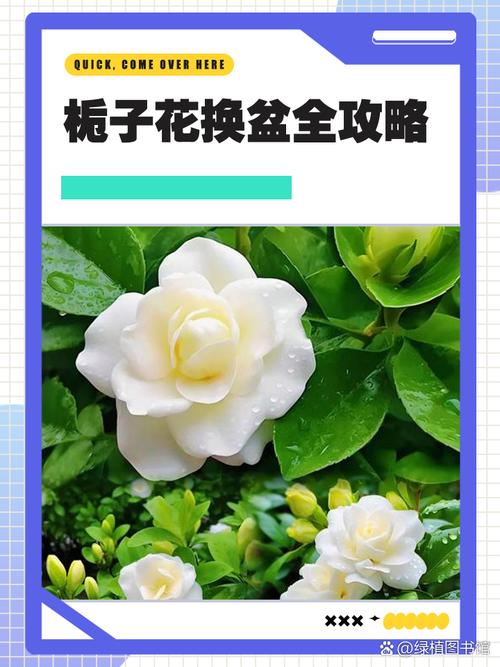 栀子花什么时候换盆,栀子花什么时候换盆怎样换盆?-第2张图片-优品飞百科 栀子花什么时候换盆,栀子花什么时候换盆怎样换盆?-第2张图片-优品飞百科