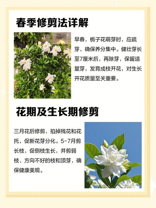 栀子花什么时候换盆,栀子花什么时候换盆怎样换盆?-第3张图片-优品飞百科 栀子花什么时候换盆,栀子花什么时候换盆怎样换盆?-第3张图片-优品飞百科