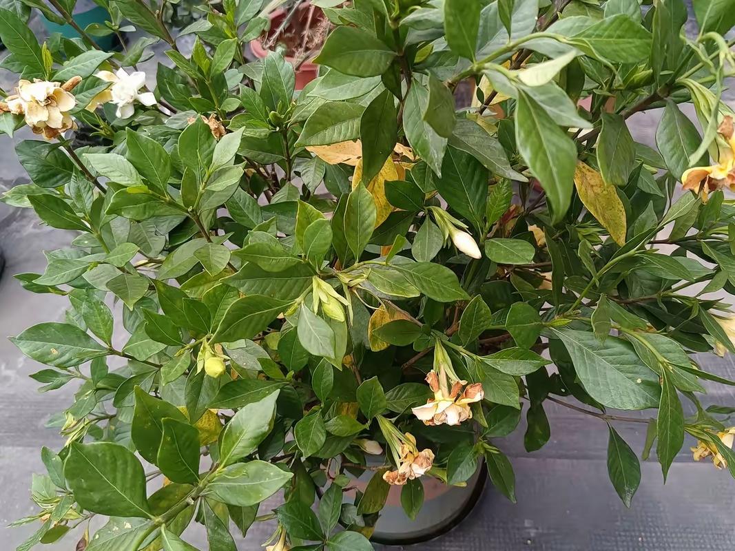 栀子花什么时候换盆,栀子花什么时候换盆怎样换盆?-第5张图片-优品飞百科 栀子花什么时候换盆,栀子花什么时候换盆怎样换盆?-第5张图片-优品飞百科