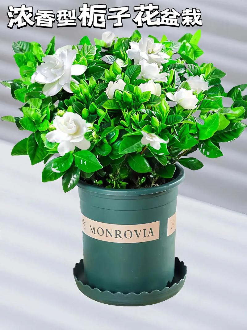 栀子花什么时候换盆,栀子花什么时候换盆怎样换盆?-第7张图片-优品飞百科 栀子花什么时候换盆,栀子花什么时候换盆怎样换盆?-第7张图片-优品飞百科