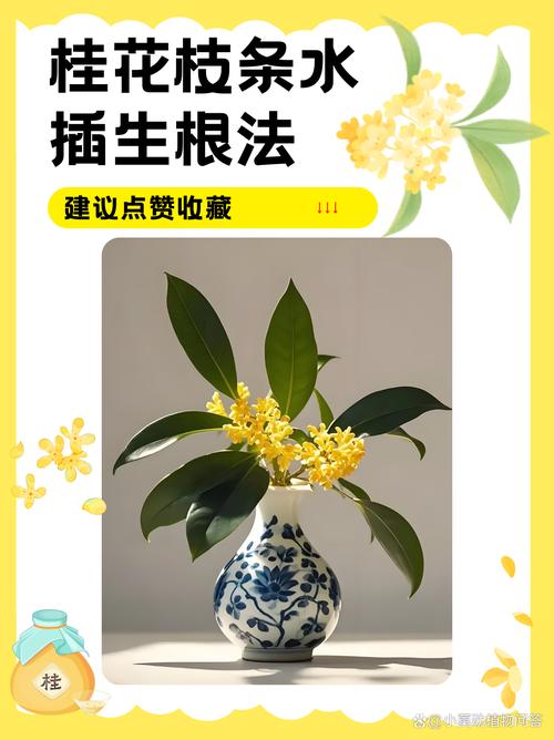 桂花树插枝能活吗，金钱树插枝能活吗？