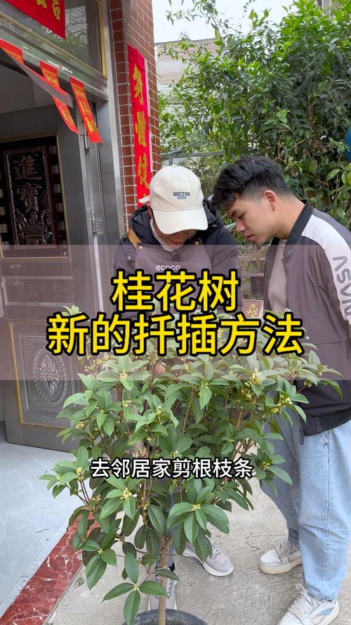 桂花树插枝能活吗，金钱树插枝能活吗？-第2张图片-优品飞百科