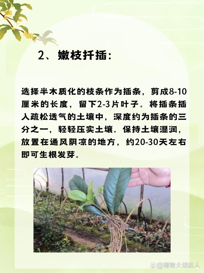 桂花树插枝能活吗，金钱树插枝能活吗？-第3张图片-优品飞百科