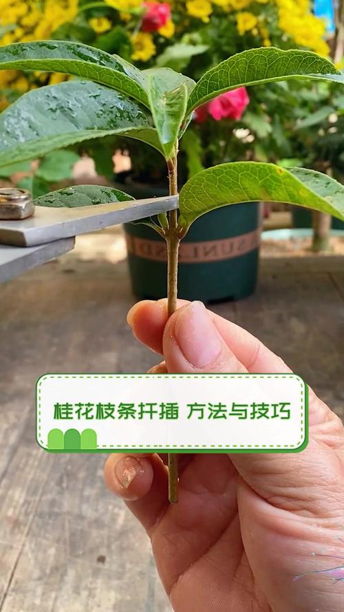 桂花树插枝能活吗，金钱树插枝能活吗？-第4张图片-优品飞百科