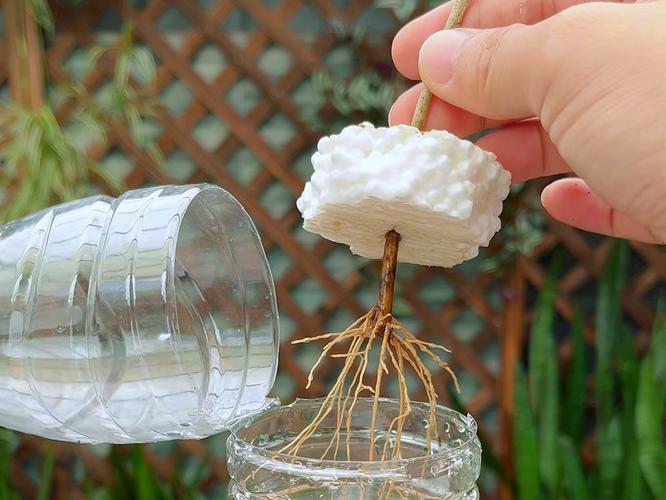 桂花树插枝能活吗，金钱树插枝能活吗？-第6张图片-优品飞百科