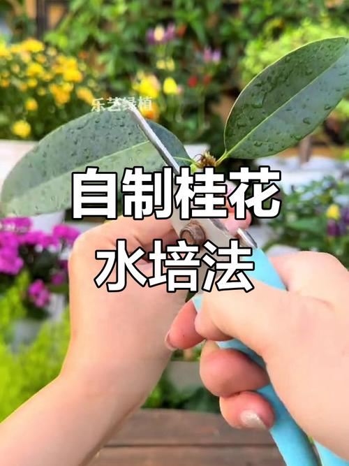 桂花树插枝能活吗，金钱树插枝能活吗？-第8张图片-优品飞百科