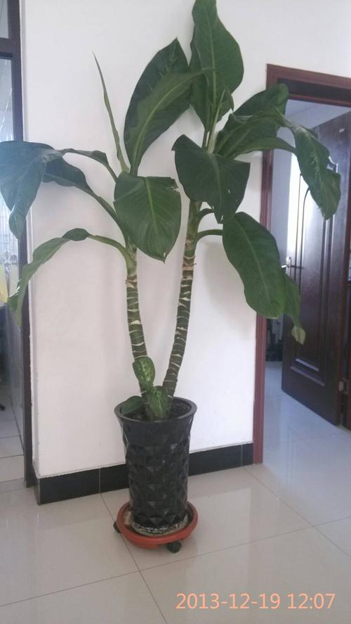 绿霸王如何养，绿霸王适合放哪里