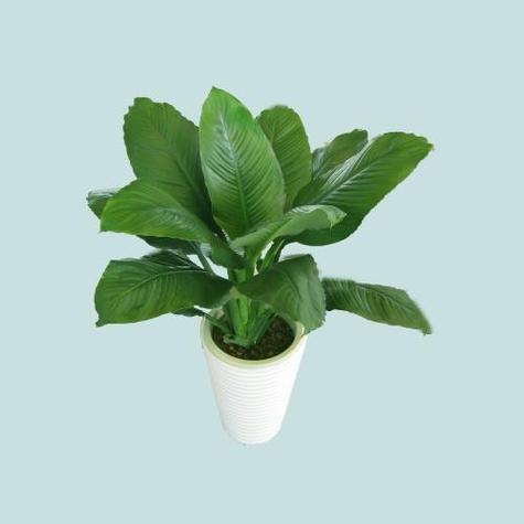 绿霸王如何养，绿霸王适合放哪里-第2张图片-优品飞百科