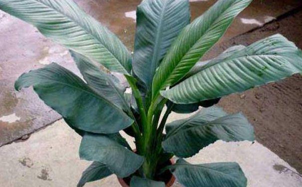 绿霸王如何养，绿霸王适合放哪里-第3张图片-优品飞百科