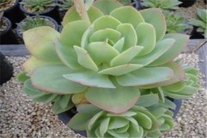 绿霸王如何养，绿霸王适合放哪里-第4张图片-优品飞百科