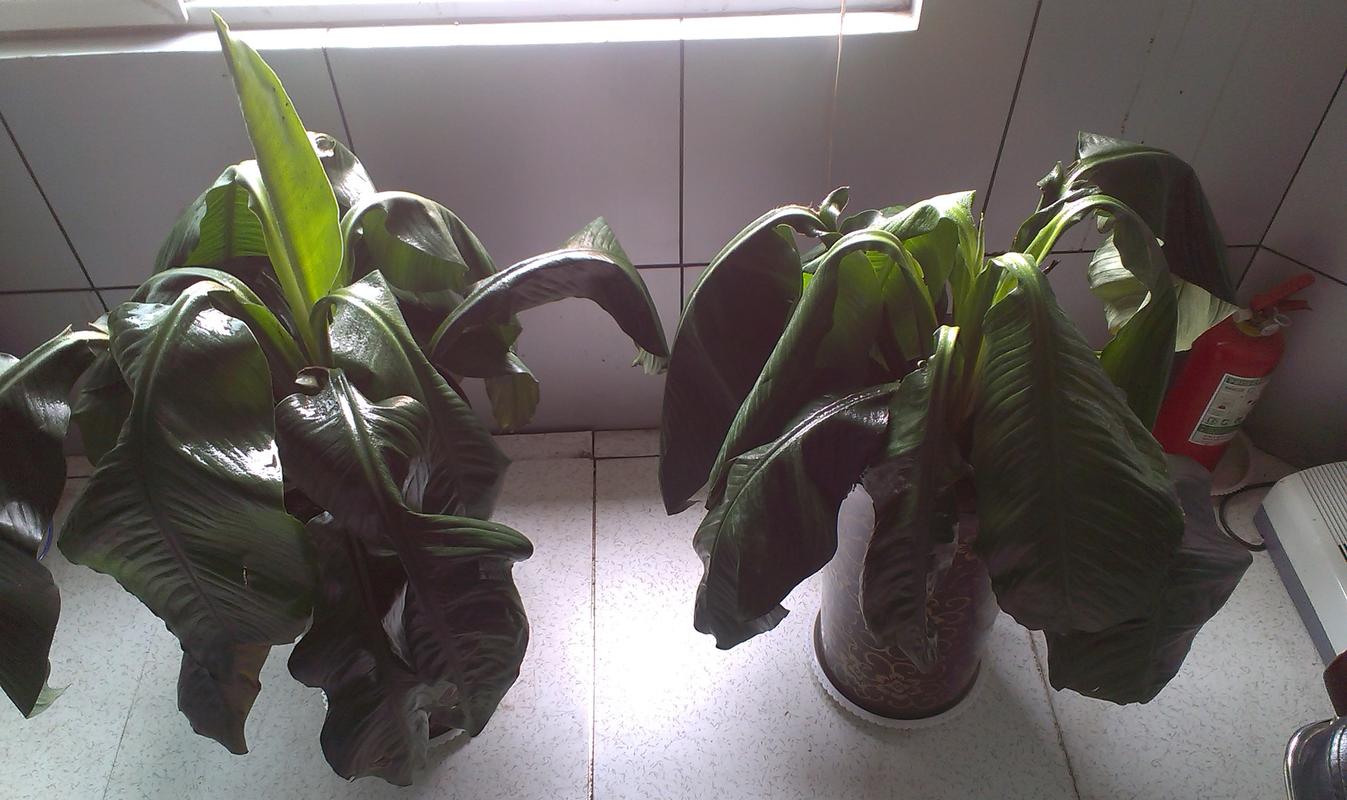 绿霸王如何养，绿霸王适合放哪里-第5张图片-优品飞百科