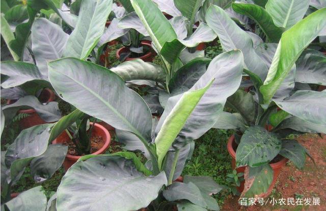 绿霸王如何养，绿霸王适合放哪里-第6张图片-优品飞百科