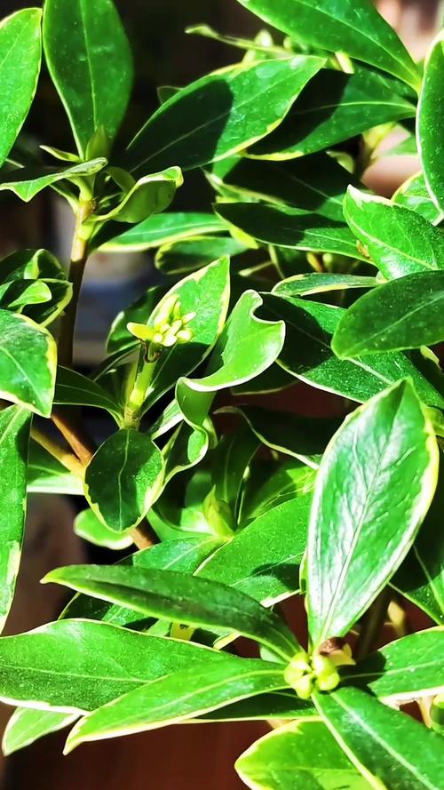 金边瑞香秋天怎么养，金边瑞香秋天的养殖方法和注意事项？