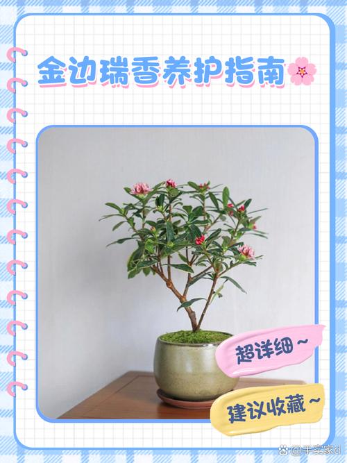 金边瑞香秋天怎么养,金边瑞香秋天的养殖方法和注意事项?-第2张图片-优品飞百科 金边瑞香秋天怎么养,金边瑞香秋天的养殖方法和注意事项?-第2张图片-优品飞百科