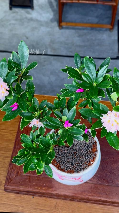 金边瑞香秋天怎么养,金边瑞香秋天的养殖方法和注意事项?-第3张图片-优品飞百科 金边瑞香秋天怎么养,金边瑞香秋天的养殖方法和注意事项?-第3张图片-优品飞百科