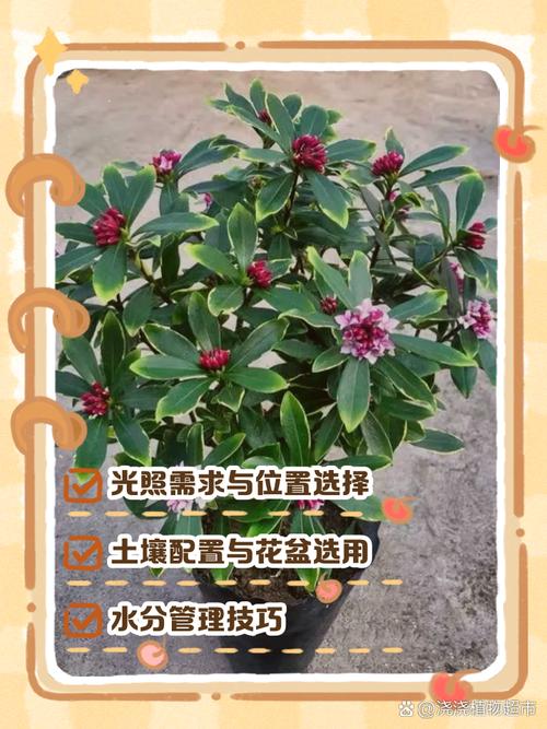 金边瑞香秋天怎么养,金边瑞香秋天的养殖方法和注意事项?-第4张图片-优品飞百科 金边瑞香秋天怎么养,金边瑞香秋天的养殖方法和注意事项?-第4张图片-优品飞百科